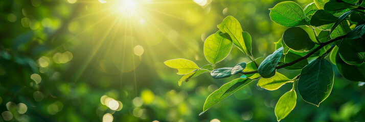 Poster - Vibrant green leaves bask in the warm glow of sunlight with a soft bokeh effect in the background