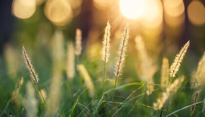 Poster - wild grass in the forest at sunset macro image shallow depth of field abstract summer nature background