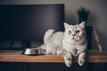 Wall Mural - Hungry grey british cat sitting next to bowl of food at home kitchen and looking.