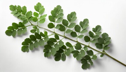 Wall Mural - branch of green moringa leaves tropical herbs isolated on white background