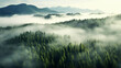 Foggy forest in the morning for background
