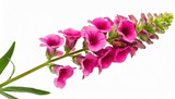 Fototapeta Tulipany - single stem with pink flowers of snapdragon antirrhinum majus isolated