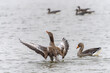 Greylag Goose (Anser anser) spreading wings. A wild goose with its wings spread out on a lake in the Netherlands.                       