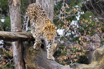 Canvas Print -  Amur leopard (Panthera pardus orientalis)