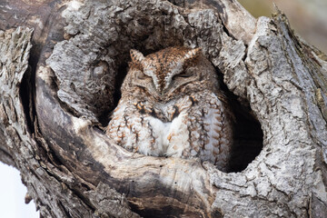 Canvas Print -  eastern screech owl (Megascops asio)