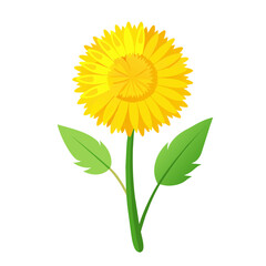 Wall Mural - Yellow dandelion flower