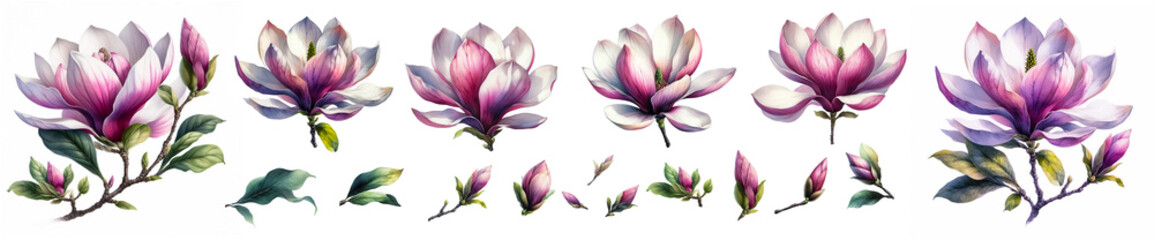 Wall Mural - Magnolia flower on a white background with watercolor paints. 