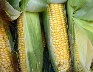 Wall Mural - Yellow Corn Cob at Farmers Market. Farmer is selling organic corns in the farmer market