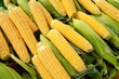 An Partially Shucked Ear of Corn in a Bin of Corn at a Farmers Market