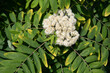delicate white rowan flowers in early spring on tree,ingredient for alternative folk medicine,natural floral backgroun