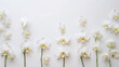 Beautiful orchid flowers on white background. Banner with copy space for your idea, message, text or logo	
