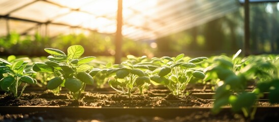 Sticker - A rectangular greenhouse filled with an abundance of terrestrial plants, including grass and flowers, thriving under the natural sunlight in a beautiful botanical landscape