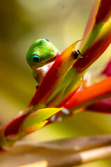 Wall Mural - Madagascar Gold-Dusted Day Gecko in Hawaii