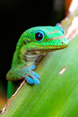 Canvas Print - Madagascar Gold-Dusted Day Gecko in Hawaii