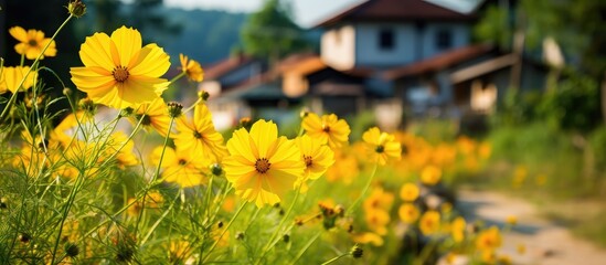 Sticker - A meadow of yellow flowers, with a house standing in the background, creating a beautiful natural landscape with a carpet of petals and grass