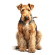 Airedale terrier dog. Bingley terrier, waterside terrier dog clipart. Watercolor illustration. Generative AI. Detailed illustration.