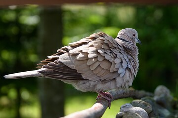 Poster -  Collared-Dove , Streptopelia decaocto, puffy on a stick. Czechia. 