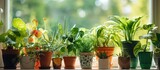 Fototapeta Na drzwi - A variety of lush potted plants are lined up neatly on a window sill, bathed in sunlight. The assortment includes succulents, herbs, and flowering plants, creating a vibrant and green display.