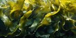 © Tsareva.pro - Golden kelp seaweed macro texture background. Close-up of fresh wet laminaria texture. Kelp for edible and for cosmetic beauty industry