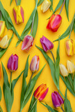 Fototapeta Tulipany - Colorful tulips on yellow background