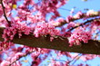 Cercis tree blossoms in spring garden. Beautiful scarlet, red buds. Judas tree, Delicate pink flowers of Cercis siliquastrum. Pink background