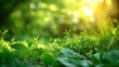 Fundo fotográfico de meio ambiente com folhas e grama ao fundo. Uso: design verde, natureza, ecologia, conceitos ambientais.