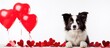 A black and white border collie puppy is surrounded by vibrant red hearts in a fun and playful setting. The puppy is holding a heart-shaped balloon in its paw, creating a whimsical scene perfect for