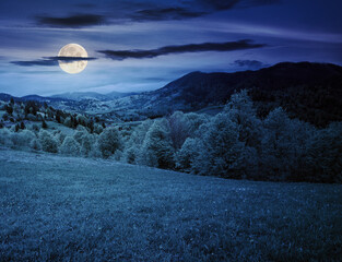 Wall Mural - mountainous carpathian countryside landscape at night. forest behind the grassy meadow in full moon 