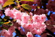 Japanese cherry, sakura tree with beautiful delicate pink flowers blooms in spring in a city park. Sakura background