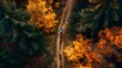 Aerial view of mountain biker traversing a forest trail in autumn