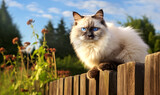Fototapeta Zwierzęta - A beautiful blue-eyed Ragdoll Cat sitting on a wooden fence in a garden