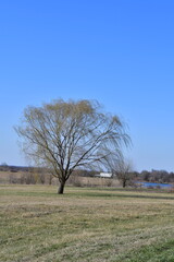 Wall Mural - Weeping Willow Tree in a Field