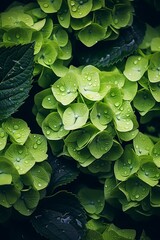 A cluster of green leaves with water droplets on them, reflecting light and adding a fresh, dewy appearance. The leaves are vibrant and lush, displaying signs of recent rainfall