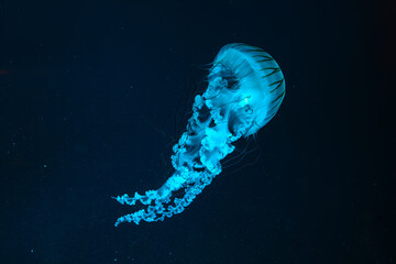 Wall Mural - Jellifish South american sea nettle, Chrysaora plocamia swimming in dark water of aquarium tank with blue neon light. Aquatic organism, animal, undersea life, biodiversity
