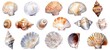 set of watercolor clip art of seashells isolated on white background for graphic design