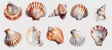 Watercolor Seashells Collection Isolated On White Background. Ocean Marine Sea Element Graphic Design. Illustration