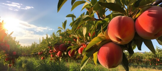 Wall Mural - A cluster of ripe peaches dangles elegantly from a tree branch in the lush orchard, surrounded by a picturesque natural landscape under a sky dotted with fluffy clouds