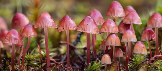 Sticker - A cluster of pink mushrooms, a type of terrestrial plant organism, is seen growing in the grass, creating a vibrant natural landscape with a touch of color