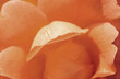 Nahaufnahme von den Blütenblättern einer Rose in Peach Fuzz