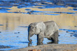Baby Elephant - early morning drink