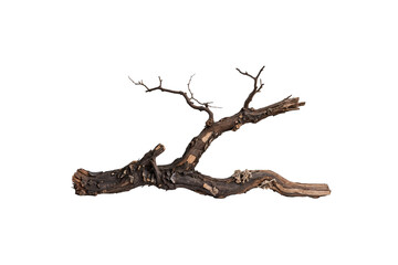 a long, thin branch with a few knots and a few small holes