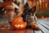 Fototapeta Natura - Puppy with a Halloween pumpkin .