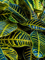 Wall Mural - Tropical green leaves abstract background 