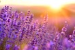 © wpw - Lavender field at sunset