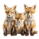 Fototapeta Pokój dzieciecy - Three red foxes sitting together, digitally manipulated with blurred board to hide faces