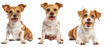 Two small and cheerful mixed-breed dogs with the middle one's face covered with paper on a white background