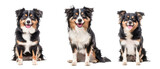 Fototapeta  - Three images of a playful Border Collie with black, white, and tan fur showing different poses against a white background