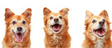 Fototapeta Zwierzęta - Golden Chihuahuas with shiny coats and delightful expressions captured on a clear white background, radiating energy and joy