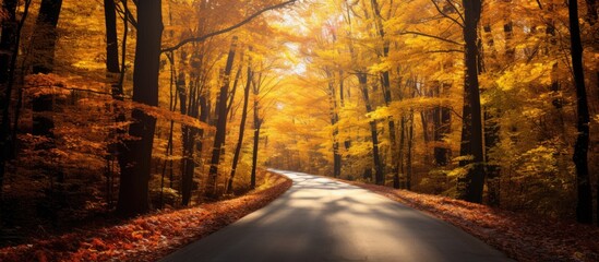 Poster - A picturesque road winding through a dense forest with trees adorned in vibrant green leaves, creating a natural landscape painting of tints and shades