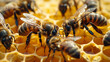 Honeybee in a honeycomb with honey 